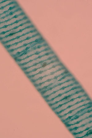 Microscopic view of a plant cell showing chloroplasts and cell wall.の写真素材