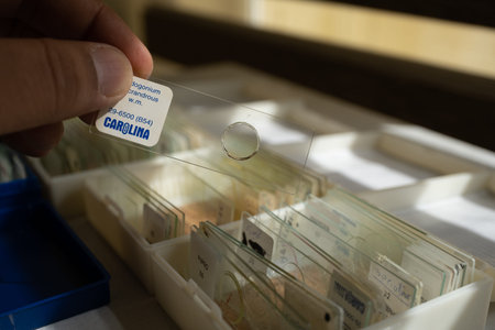 A person holding a microscope slide with a droplet of liquid, surrounded by various slides in a storage boxのeditorial素材