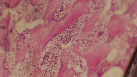 Microscopic view of tissue with pink and white patterns, possibly indicating cellular structuresの写真素材
