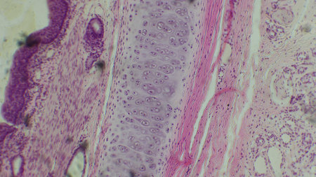 Microscopic view of human skin tissue showing layers and cells.の写真素材