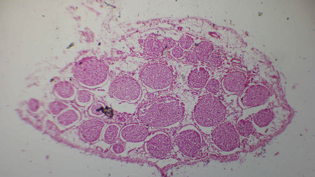 Microscopic view of tissue with circular structures, stained pink, showing cellular organization