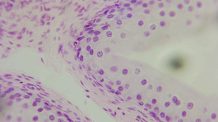 Microscopic view of tissue with purple-stained cells, showing cellular structures and layersの写真素材