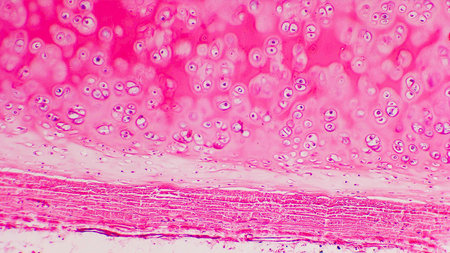 Microscopic view of tissue with pink staining, showing various cell structures and layersの写真素材