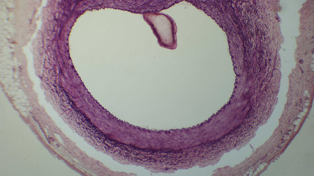 Microscopic view of a circular tissue section, showing layers of cells in purple staining, possibly from a biological sampleの写真素材