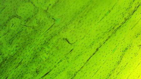 Close-up of a textured green surface with fine lines and patternsの写真素材
