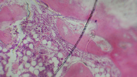 A close-up microscopic view of tissue with pink and white cellular structures, showcasing intricate details and patternsの写真素材