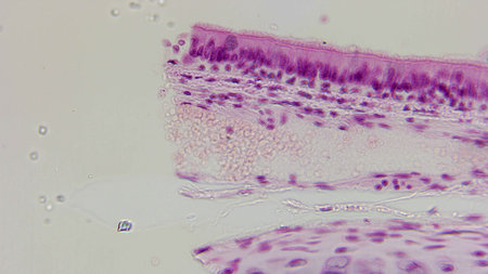 Microscopic view of tissue sample showing layers of cells with varying densities and structures,...
