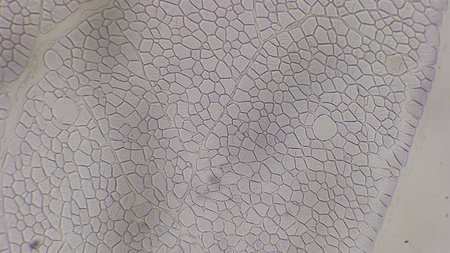 Close-up view of a leaf's cellular structure, showcasing intricate patterns and textures