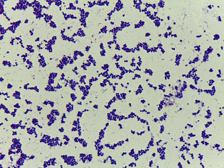 Microscopic Field of Purple Rod-Shaped Bacteria (Bacilli) Scattered on a Slide