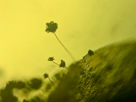 Microscopic View of Filamentous Fungi with Stalked Spore Heads on a Surface