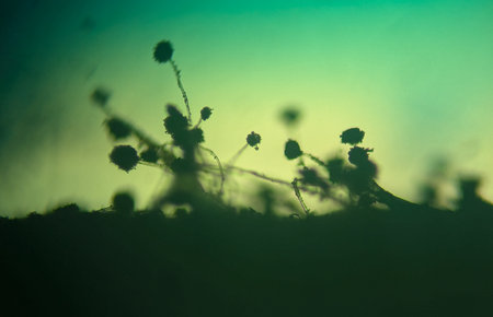 Microscopic Silhouette of Black Mold Fungi (Aspergillus niger or Rhizopus) with Sporangiaの写真素材