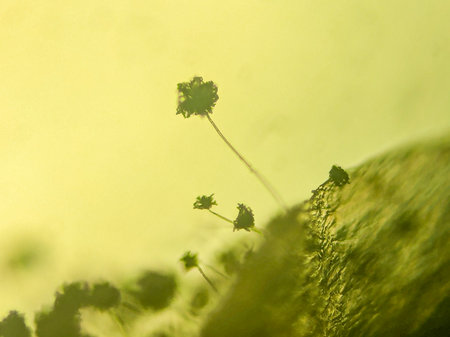 Microscopic View of Filamentous Fungi with Stalked Spore Heads on a Surfaceの写真素材