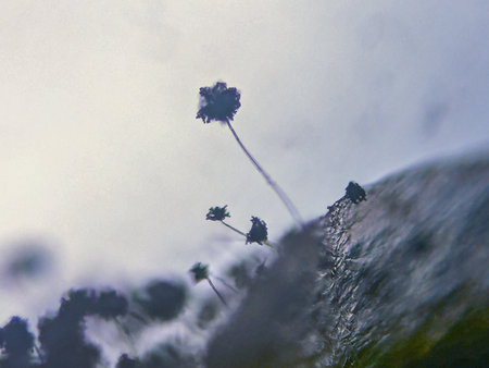 Microscopic View of Filamentous Fungi with Stalked Spore Heads on a Surfaceの写真素材