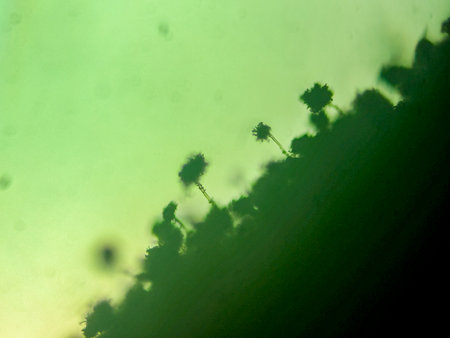 Microscopic View of Filamentous Fungi with Stalked Spore Heads on a Surfaceの写真素材