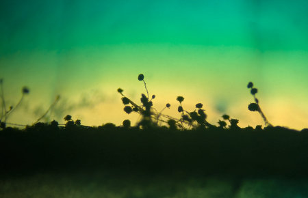 Microscopic Silhouette of Black Mold Fungi (Aspergillus niger or Rhizopus) with Sporangiaの写真素材