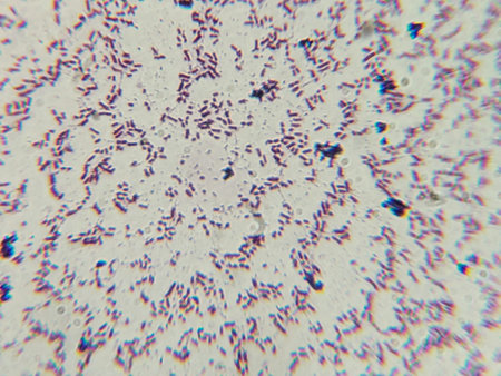 Microscopic View of Purple-Stained Rod-Shaped Bacteria (Bacilli)