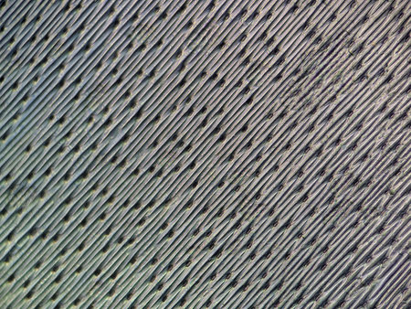 Microscopic View of the Epidermal Cells of a Green Onionの写真素材