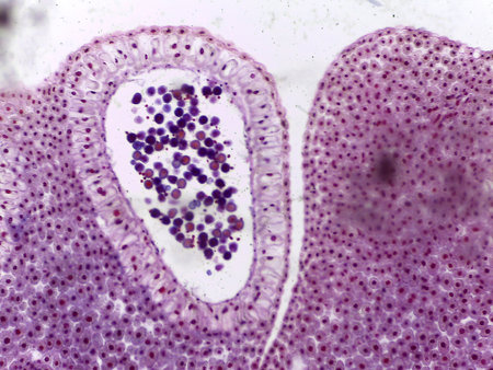Microscopic Cross-Section of Arum Maculatum Anther Showing Pollen Sacs