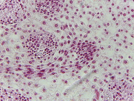 Microscopic Longitudinal Section of Zea Mays (Corn) Shoot Apex Showing Undifferentiated Tissues