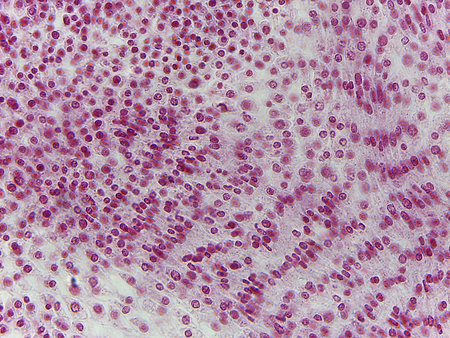 Microscopic Longitudinal Section of Zea Mays (Corn) Shoot Apex Showing Undifferentiated Tissues