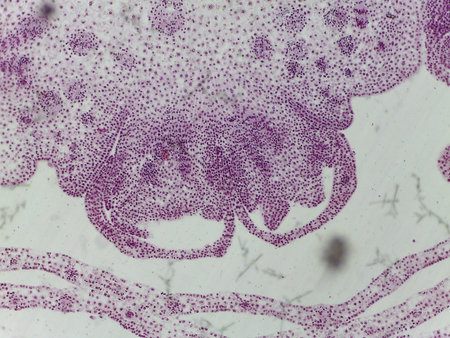 Microscopic Longitudinal Section of Zea Mays (Corn) Shoot Apex Showing Undifferentiated Tissues