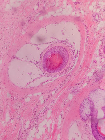 Human pancreas under microscope view. Histological sample of human pancreas.