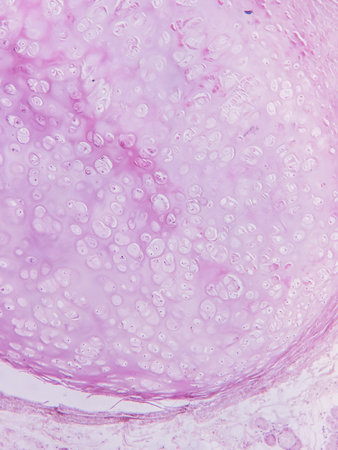 Microscopic view of pink-stained tissue with numerous small cells, resembling a biological sample or histological sectionの写真素材