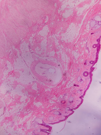 Histopathology of human liver under microscope view for education in laboratory.の写真素材