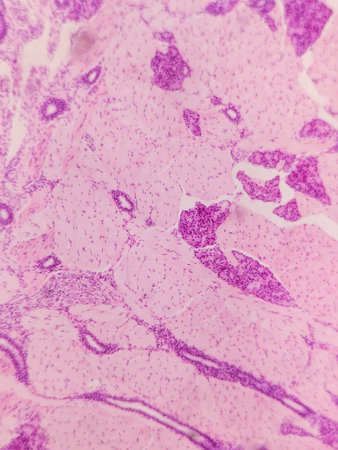 Histopathology of human liver under microscope view for medical education.