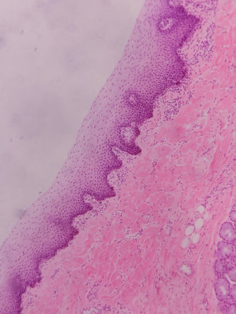 Histopathology of human under microscope view for education in laboratory.の写真素材