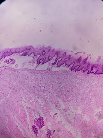 Histopathology of human under microscope view for education in laboratory.の写真素材