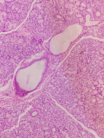 Microscopic view of tissue with pink and purple staining, showing cells and structures, possibly glandular or organ tissueの写真素材