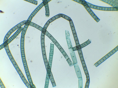 Microscopic View of Multiple Spirogyra Filaments Showing Segmented Cells and Spiral Chloroplastsの写真素材