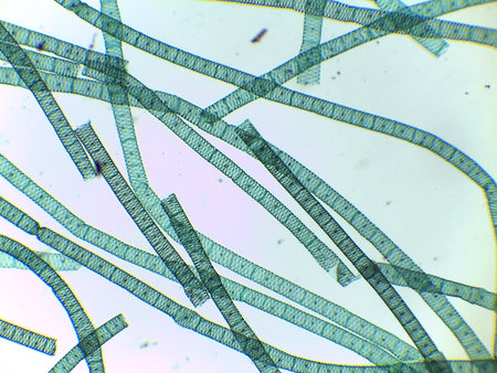 Microscopic View of Multiple Spirogyra Filaments Showing Segmented Cells and Spiral Chloroplastsの写真素材