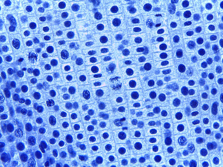 Micrograph of Anaphase, showing sister chromatids pulled to opposite poles in a plant cellの写真素材