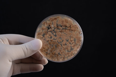 Macro View of Aspergillus terreus Colony Growth in a Petri Dish, Highlighting Fungal Morphology for...