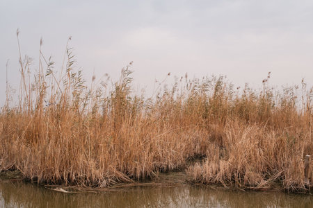 Botanical Landscape: Tranquil Channel Winding Through Densely Packed Phragmites australis Reed Beds...