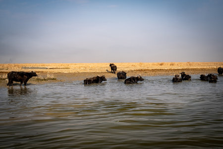Traditional Marshland Scene Depicting Buffaloes Grazing and Seeking Respite Near Dry Reeds Under a Bright, Hazy Sky.の写真素材