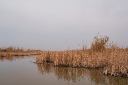 Botanical Landscape: Tranquil Channel Winding Through Densely Packed Phragmites australis Reed Beds...