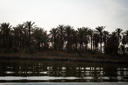 Iconic Palm Trees Line the Riverbank of the Shatt al-Arab, Their Silhouettes and Reflections...
