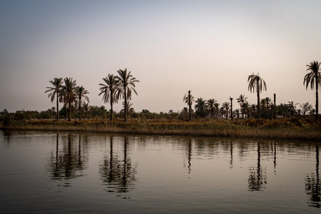 Iconic Palm Trees Line the Riverbank of the Shatt al-Arab, Their Silhouettes and Reflections...