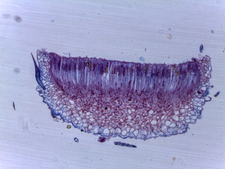 Microscopic Visualization of Lachnea Apothecium and Ascomycota Fungal Reproductive Structuresの写真素材