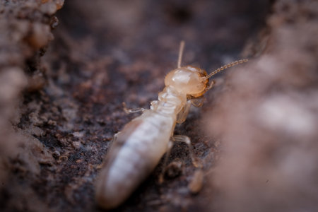 The Cryptic World of Subterranean Insects: Detailed Photography of a Worker Termite Crawling on Darkened Wood or Soilの写真素材