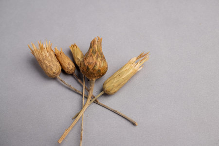 Botanical Macro Image of Dried St. John's Wort Flower Heads (Hypericum perforatum) Used as a Natural Mood Enhancer Supplement.の写真素材