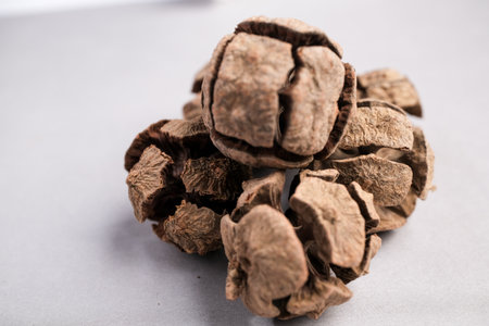 Scientific Macro Image of Dried Perforate Flower Heads on Stems: Botanical Detail of a Potential Herbal Medicine Ingredient.の写真素材
