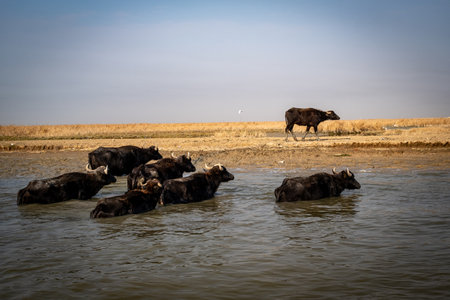 Rural Life in Southern Iraq Showcases Buffaloes Crossing the Shallow River Near the Dry Reeds and Wetland Shoreline.の写真素材