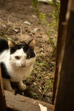 A curious black and white tuxedo cat looking upwards with wide eyes while sitting in a natural garden environmentの写真素材