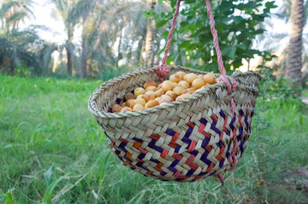 A woven basket filled with yellow fruits, hanging in a green outdoor setting with palm trees in the backgroundの写真素材