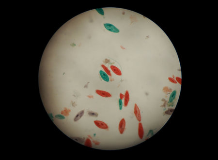 Microscopic view of stained oval-shaped microorganisms scattered on a pale circular field, some in red, green, and purple hues, isolated on black backgroundの写真素材
