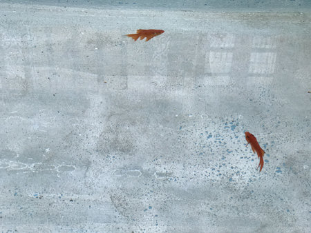 Two small orange fish swimming in a shallow, textured blue-gray pool with subtle reflections, viewed from aboveの写真素材